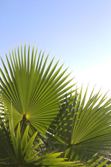 Some palmetto or margalló branches with copy space at the top