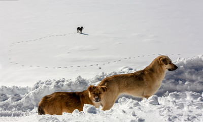 Golcuk / Bolu / Turkey, winter snow landscape and dog.  Travel concept photo.