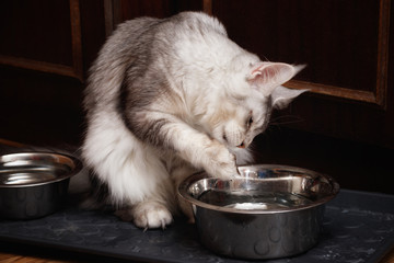 Maine Coon cat drinks water. Paw dips into an iron bowl and licks the water. Cat color: black silver ticked tabby ns 25