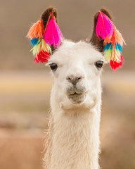 cute decorated lama closeup © Agata Carr