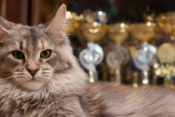 Maine Coon champion on the background of cups cat show winners.  Cat color: black tortie silver ticked tabby fs 25