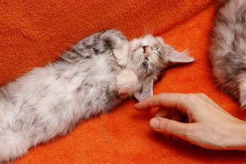 Maine Coon kitten sleeps sweetly on the couch. I really want to touch him. The hand of a woman...