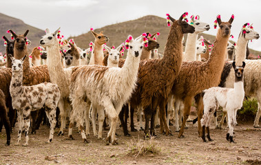 lama herd © Agata Kadar