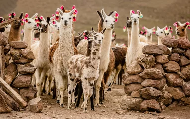 Photo sur Plexiglas Lama troupeau de lamas