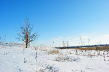 Pear tree without leaves on the hill, winter landscape with yellow reeds and trees lines on horizon background, blue sky