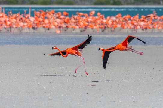 Flamingoes take-off from nesting colony, Yucatan