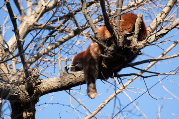 Panda Rojo