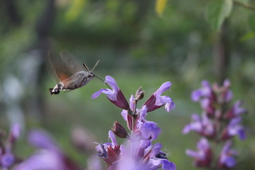 Hummingbird hawk moth feeding on a flower