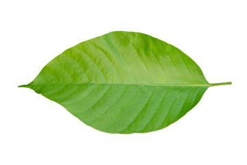 Obraz premium Green leaf isolated on white background with clipping path.