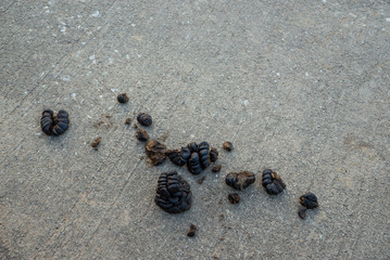 Fresh Cow dung on concrete floor.