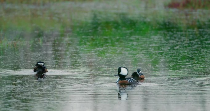 Hooded Merganser duck rises up from the water and flaps his wings in slow motion 