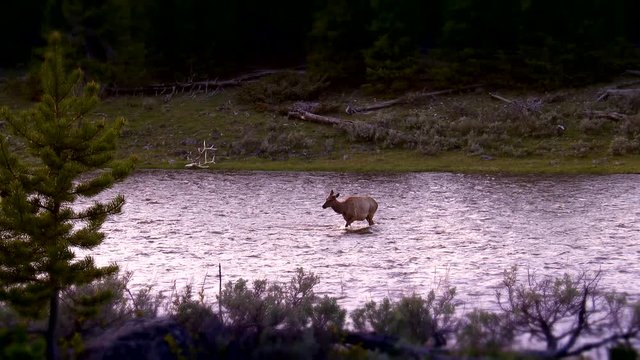 Yellowstone National Park -  Spectacular shot of a young elk standing in the middle of a swift-running river at sunrise or sunset. Wide shot.