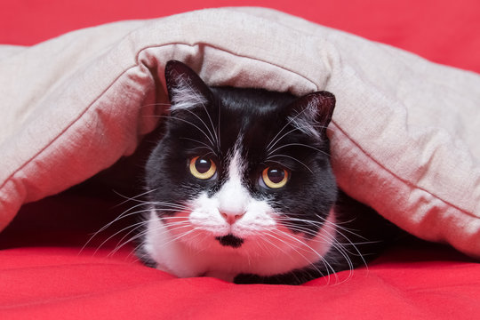 Black and white cat under a padded blanket on a red background