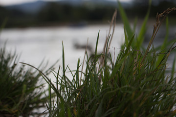 Bunch of grass near the river