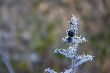 Frozen twig with berries