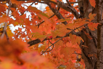 Red Leaves in Fall
