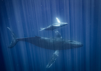 Humpback Whales of Hawaii