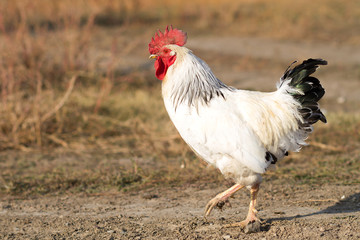 white cock with red scallop, chicken walking in the street