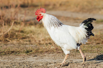 white cock with red scallop, chicken walking in the street