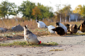 ecological cultivation of chickens, agriculture, chicken farm, chickens on pasture