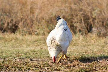 ecological cultivation of chickens, agriculture, chicken farm, chickens on pasture
