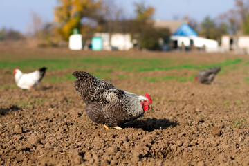 growing chickens, ecological poultry farm, agriculture