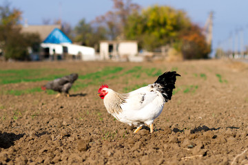 chicken on an eco-friendly farm, chickens eating grain