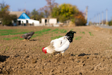 white cock with red scallop, chicken walking in the street
