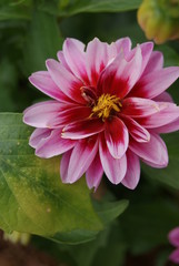 Obraz premium FLEUR ROSE