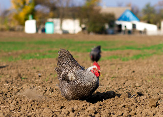 chicken on an eco-friendly farm, chickens eating grain