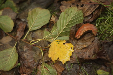 autumn leaves on grass