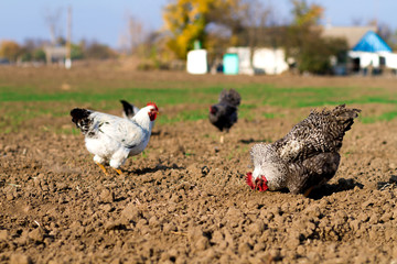chicken on an eco-friendly farm, chickens eating grain