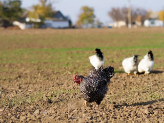 chicken on an eco-friendly farm, chickens eating grain