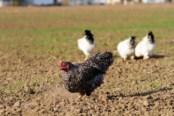 chickens grazing on field, farming, white cock