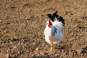 chickens grazing on field, farming, white cock