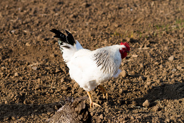 white cock , a rooster walks on the street in the village