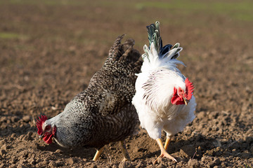 chickens grazing on field, farming, white cock