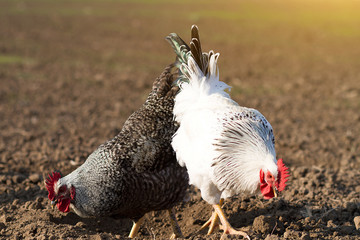chickens grazing on field, farming, white cock