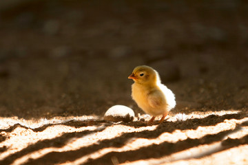 walk in shadow
