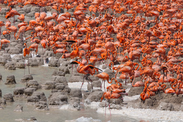 Flamingo displays wings amidst colony, Yucatan