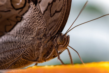 A portrait of a brown butterfly on a orange slice