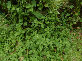 Magic of Green