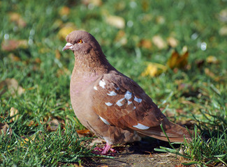Brown pigeon in green grass