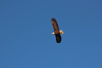 Eagle