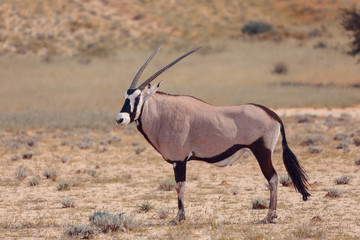 Naklejka na ściany i meble Gemsbok, Oryx gazella in Kalahari, green desert with tall grass after rain season. Kgalagadi Transfrontier Park, South Africa wildlife safari