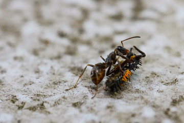 Ant with ladybug Larva