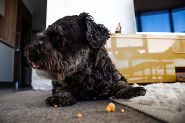 Black dog looking away laying down eating popcorn