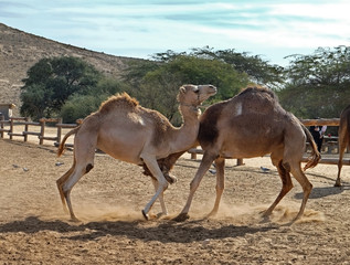 Young camels fight for a place in the hierarchy