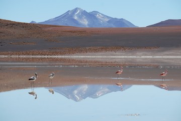 Bolivian pink flamingos with lake reflection