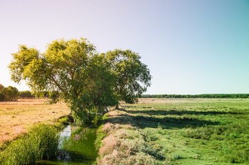Paisaje con arbol y arroyo.